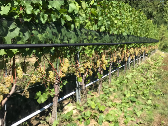 Chardonnay ready fore harvest